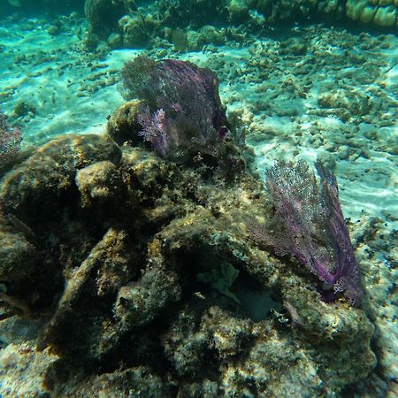 Willa The Coral Casa Caye Caulker Zewnętrze zdjęcie