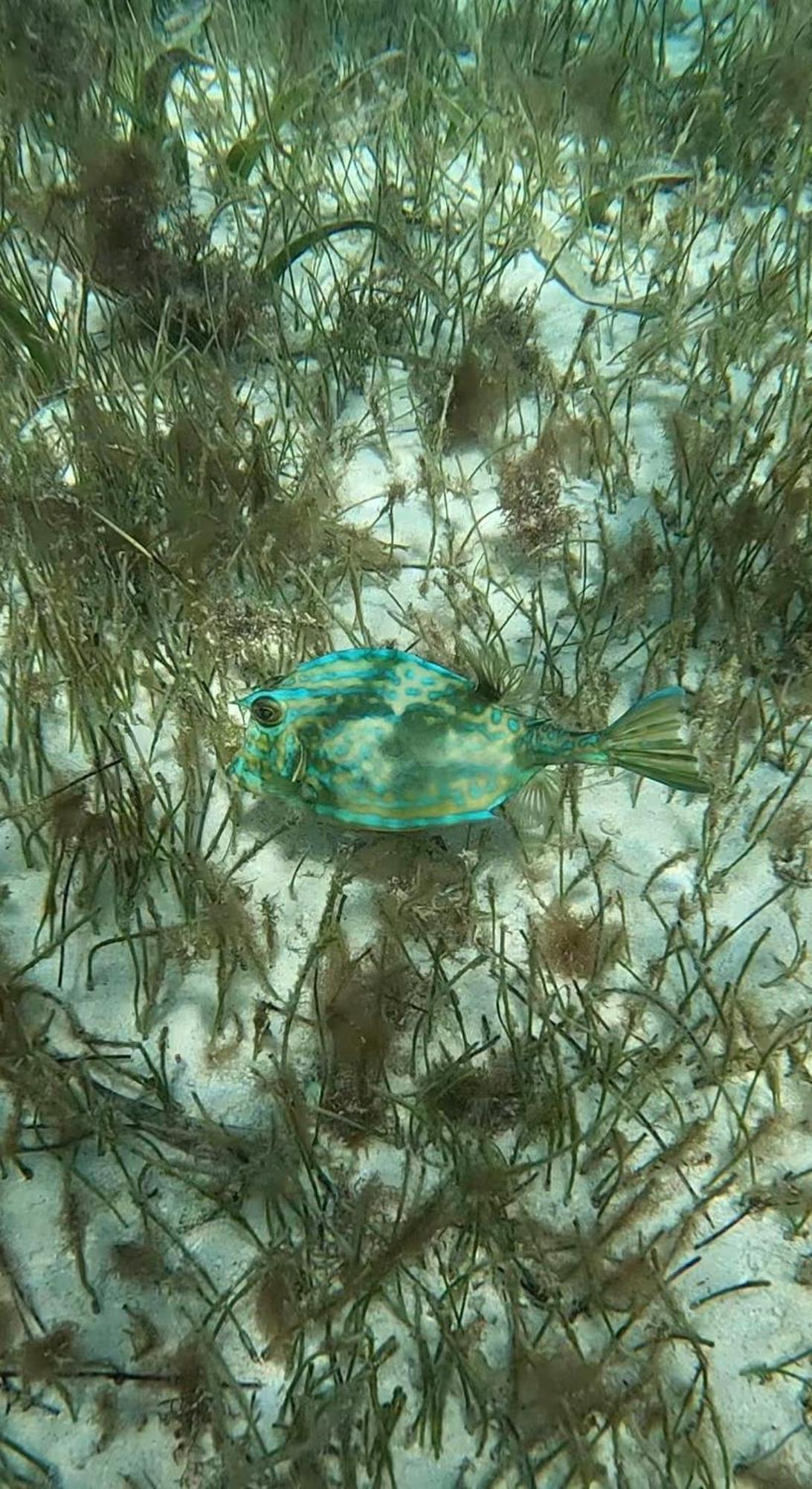 Willa The Coral Casa Caye Caulker Zewnętrze zdjęcie