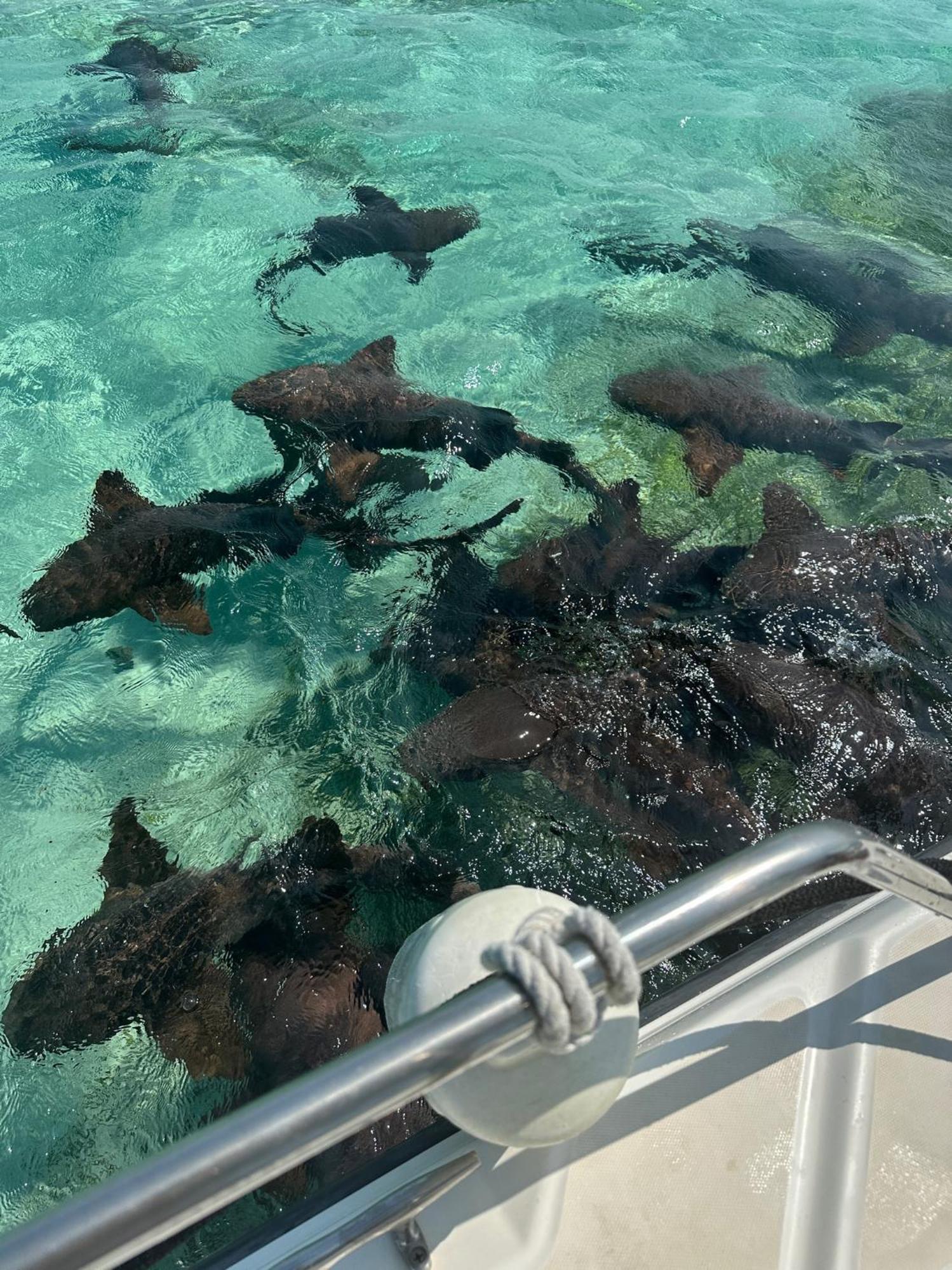 Willa The Coral Casa Caye Caulker Zewnętrze zdjęcie