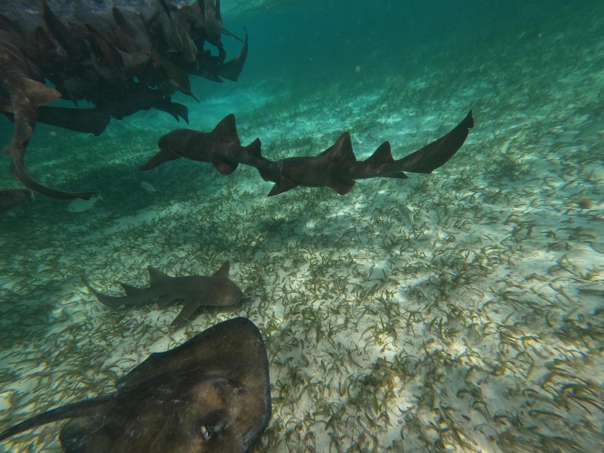 Willa The Coral Casa Caye Caulker Zewnętrze zdjęcie